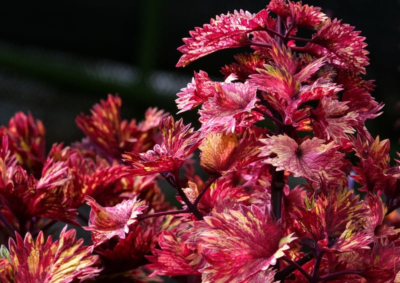 Spellcasting Botany