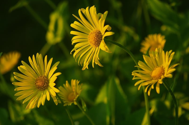 Chamomile Face Mask