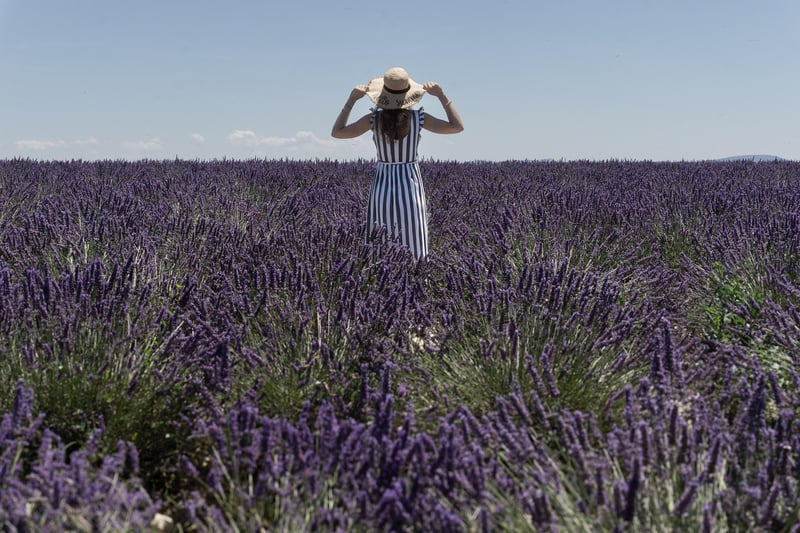 Lavender Plant