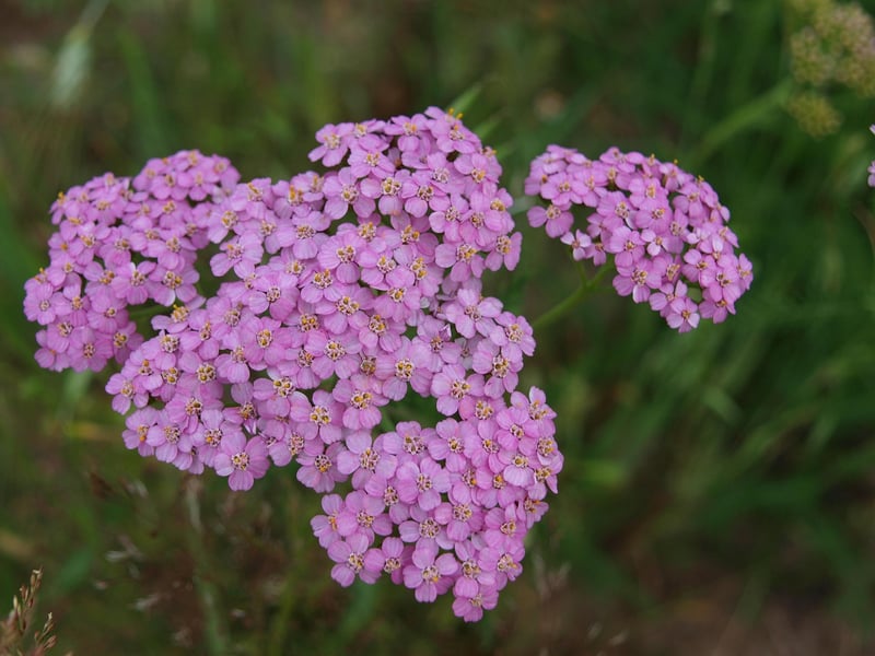 Herbal Plants
