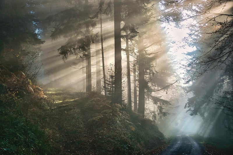 Mystical plants